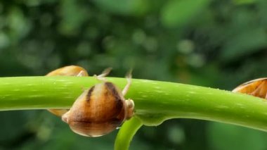 Hornet yeme böcek üzerinde şube.