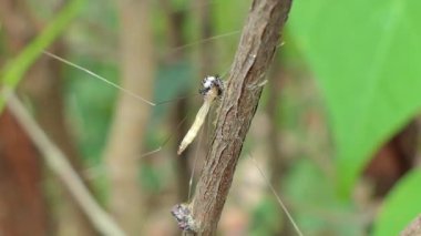Vinç sinek yakalamak örümcek atlama.