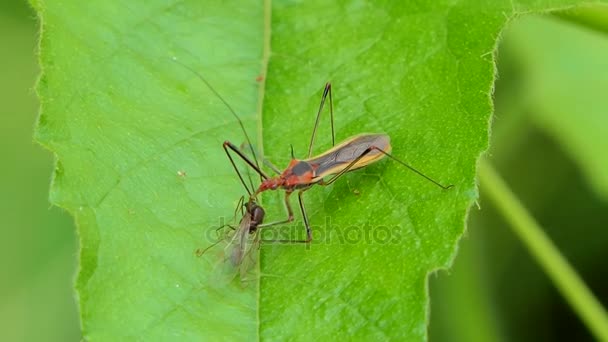 Assassin bug kever eten insecten. — Stockvideo