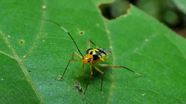 Bug δολοφόνος σκαθάρι τρώει κάμπια. — Αρχείο Βίντεο