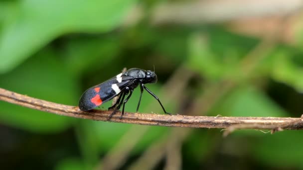 Speichelwanze (callitetrix versicolor fabricius) auf Zweig. — Stockvideo