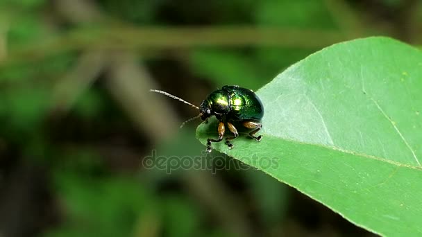 Coléoptère vert sur la feuille verte .