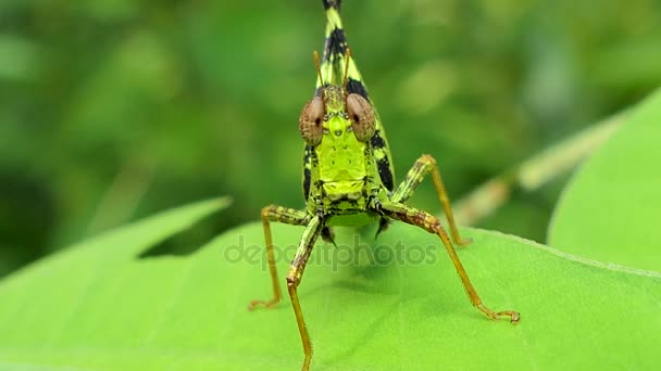 Grasshopper on the leaf. — Stock Video