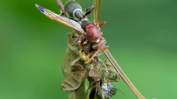 Hornet äta insekt på gren. — Stockvideo