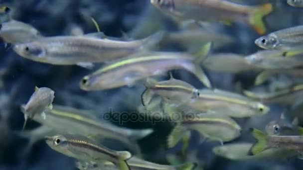 Minnow peces nadando bajo el agua . — Vídeos de Stock