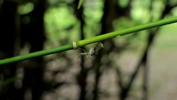 Mücke auf Bambuszweig in der Natur. — Stockvideo