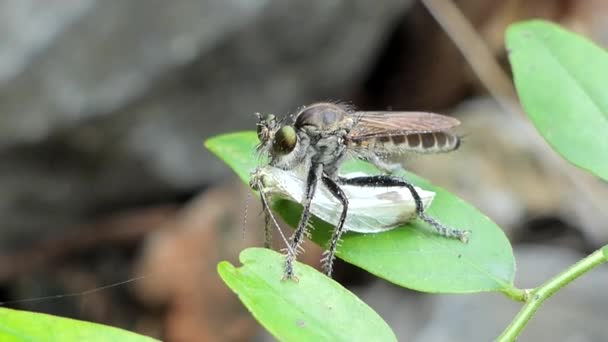 Soyguncu sinek yakalamak kelebekler. — Stok video