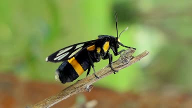 Kaplan çim matkap dalı.