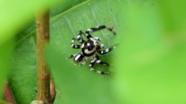 Zèbre araignée tournant autour sur les feuilles .