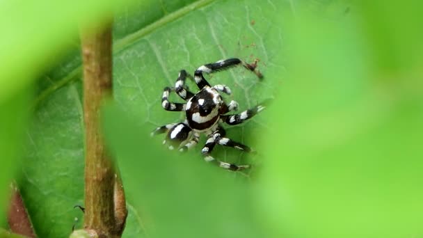 Zebra örümcek çevresinde yapraklarda iplik. — Stok video