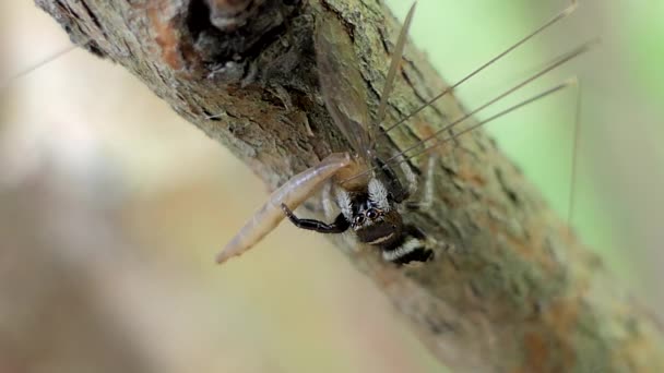 Hoppande spindel fånga storharkrankar. — Stockvideo