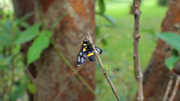 Tiger grass borer on branch. — Stock Video