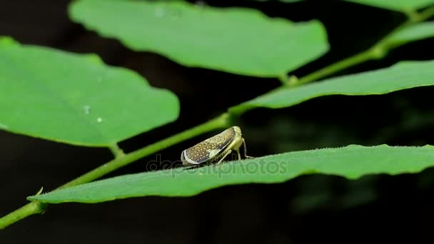 Aphid on branch in tropical rain forest. — Stock Video