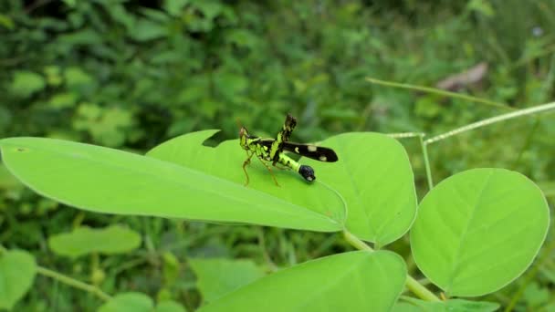 Grasshopper on the leaf — Stock Video