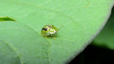 Yapraklarda yeşil uğur böceği.