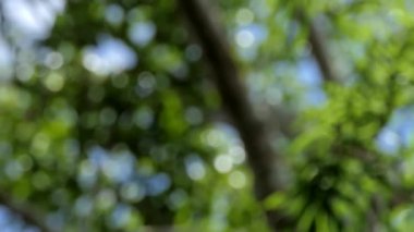 Tropikal yağmur ormanlarında uzun ağaç.