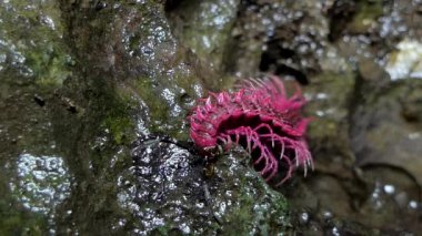 Şok edici pembe kırkayak catch solucan tropikal yağmur ormanlarında.