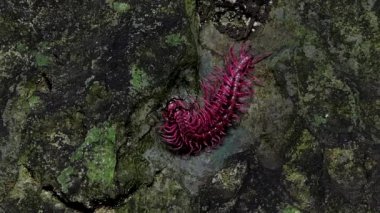 Pembe kırkayak şok edici tropikal yağmur ormanlarında ıslahı. 