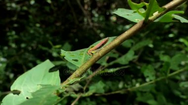 Tropikal yağmur ormanlarında dalı Planthopper.
