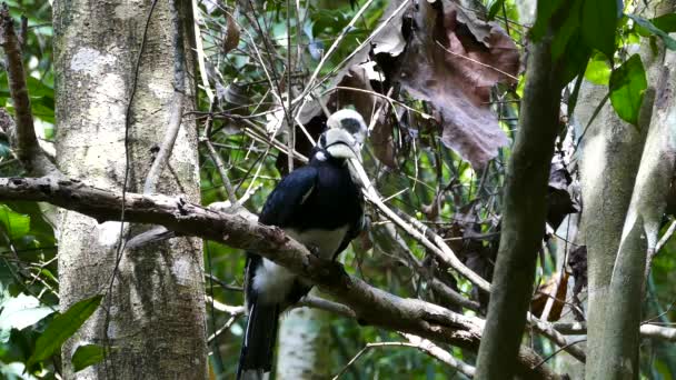 Puffin d'Orient dans la forêt tropicale humide .