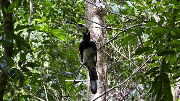 Orientaliska svartvit hornbill i tropisk regnskog. — Stockvideo