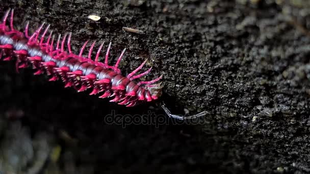 Sorprendente milpiés rosa captura lombriz de tierra en la selva tropical . — Vídeos de Stock