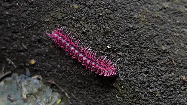 Shocking pink millipede catch earthworm in the tropical rain forest. — Stock Video