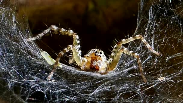 Wolf Spider cuando llueve en la tela de araña . — Vídeos de Stock