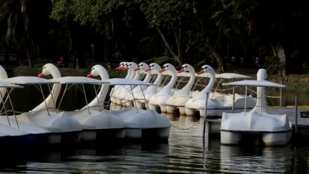 Swan-båtar på dammar på offentliga parker. — Stockvideo