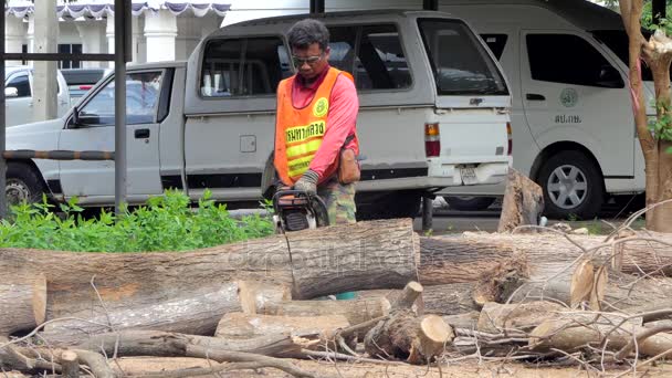 Holzfäller sägt mumifizierten Baum. — Stockvideo