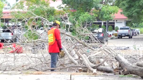 Piłowanie drzewa zmumifikowane pracownik rejestratora. — Wideo stockowe