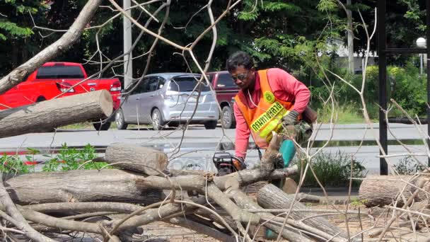 Logger worker sawing mummified tree. — Stock Video