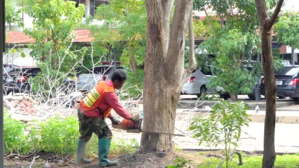 Logger worker sawing mummified tree. — Stock Video