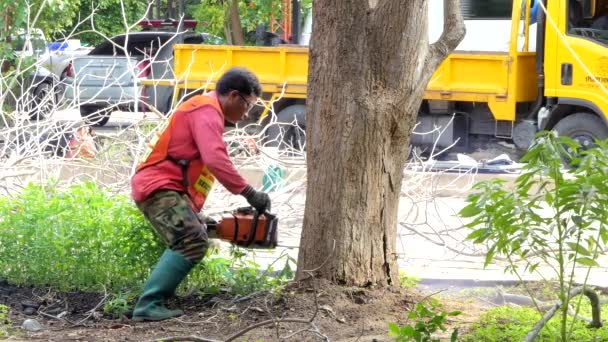 Logger arbetare sågning mumifierade träd. — Stockvideo