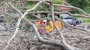 Logger işçi kesim mumyalanmış ağaç.