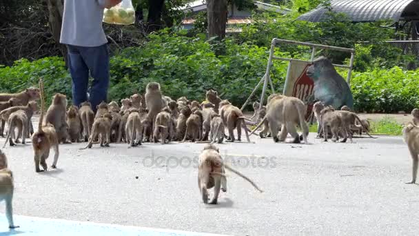 Mann füttert Affen mit Mangos. — Stockvideo