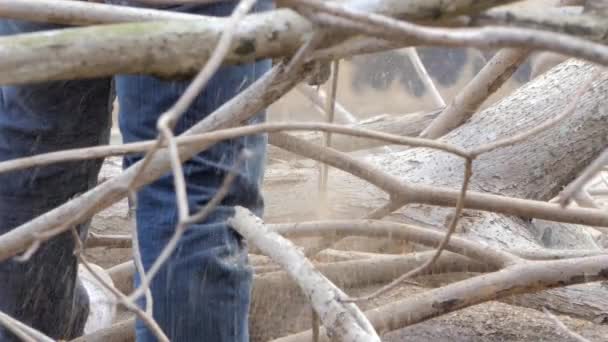 Пилить мумифицированное дерево после смерти . — стоковое видео