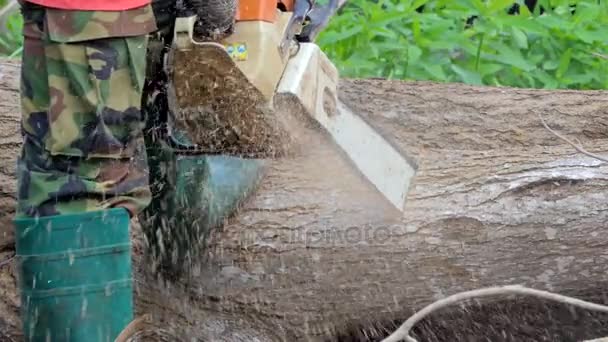 Sawing mummified tree on death. — Stock Video