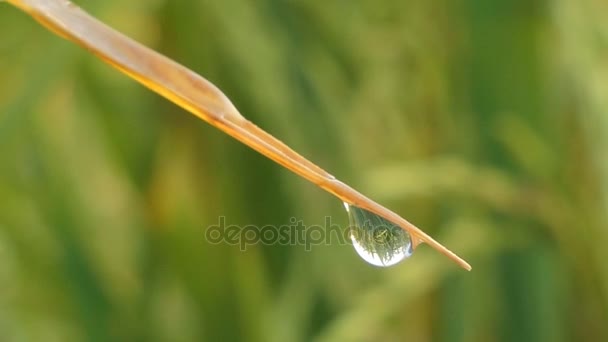 Gouttes d'eau sur l'herbe. — Video