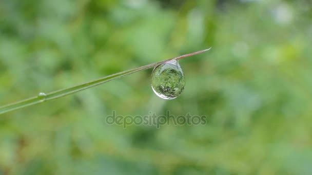 L'eau tombe sur l'herbe. Zoom avant .
