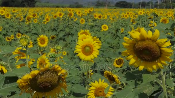 Tournesols en été, zoom avant .