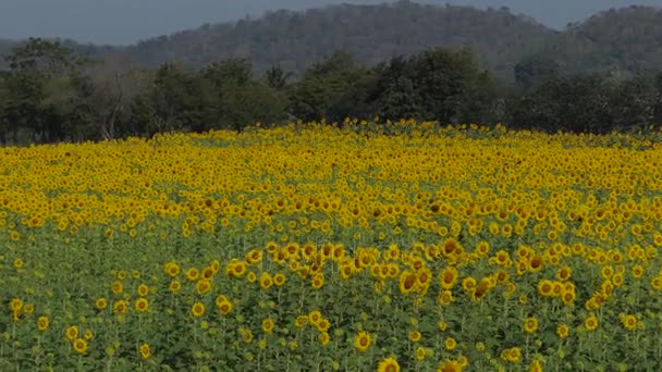 Girasoles en verano, acercar . — Vídeos de Stock