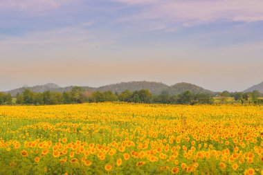 Ayçiçeği Çiçek Bahçe. 