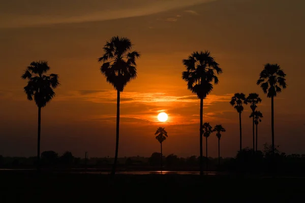 Palmen-Silhouette — Stockfoto