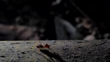 Ordu karıncaları eski ahşap, tropikal yağmur ormanlarında düşük perspektif üzerinde tarama.