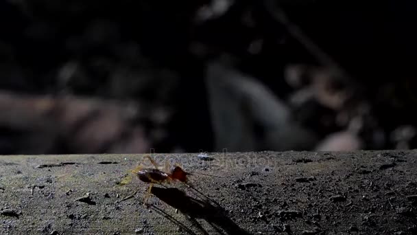 Μυρμήγκια Στρατό Που Σέρνεται Για Παλαιά Ξυλεία Χαμηλή Προοπτική Στο — Αρχείο Βίντεο
