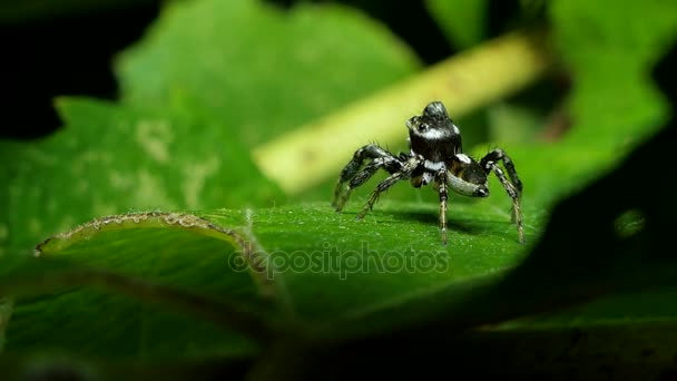 Araña Saltarina Sobre Las Hojas Selva Tropical — Vídeo de stock