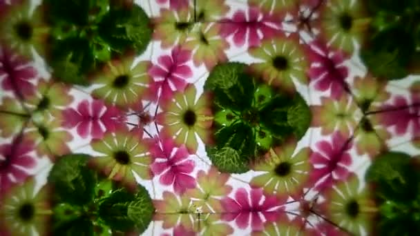 Refração Planta Padrão Flor Através Vidro Vista Dentro Equipamentos Científicos — Vídeo de Stock