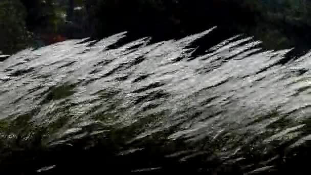 Subtiele Stammen Van Gras Zweven Wind Achterkant Licht Beschoten Zon — Stockvideo