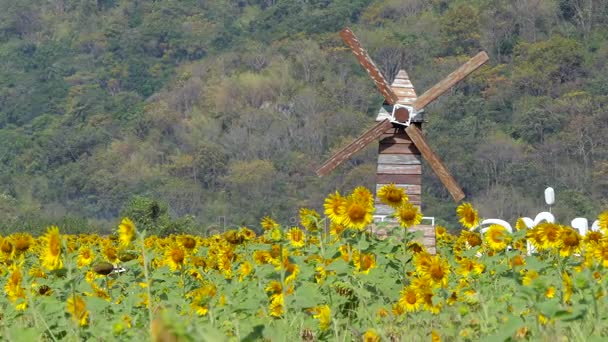 Turbina Eólica Madeira Campo Girassóis Amarelos — Vídeo de Stock